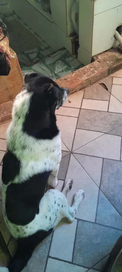 Cachorro raça Shar Pei idade 2 a 6 meses nome Duque