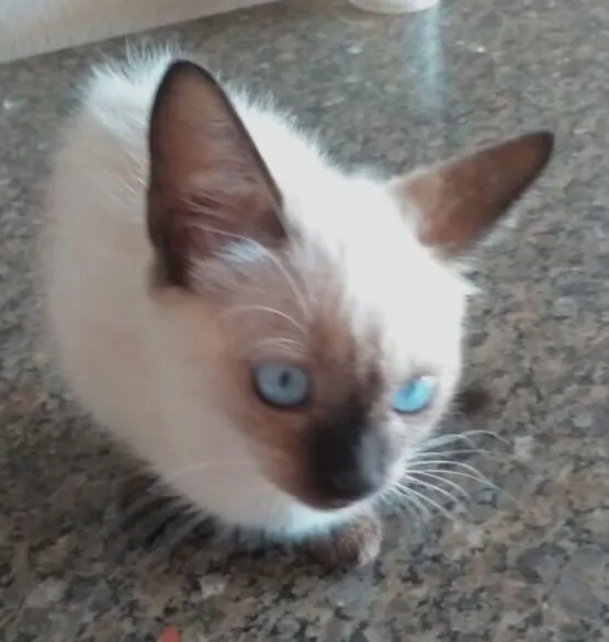 Gato raça Siamês idade 2 a 6 meses nome Bob
