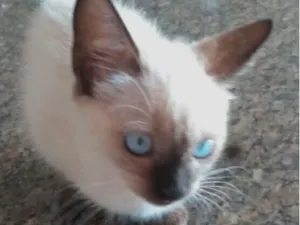 Gato raça Siamês idade 2 a 6 meses nome Bob