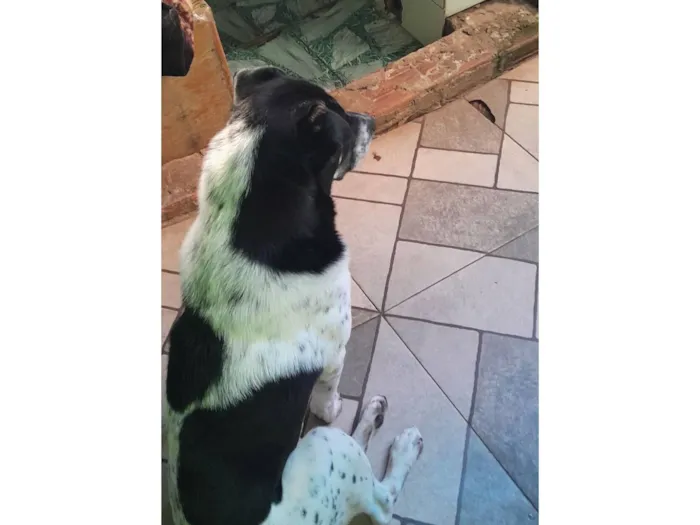 Cachorro raça Shar Pei idade 2 a 6 meses nome Duque