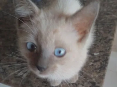 Gato raça Siamês idade 2 a 6 meses nome Beto 