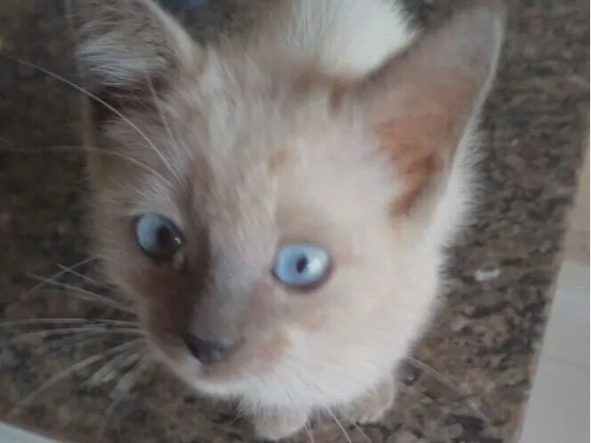 Gato raça Siamês idade 2 a 6 meses nome Beto 