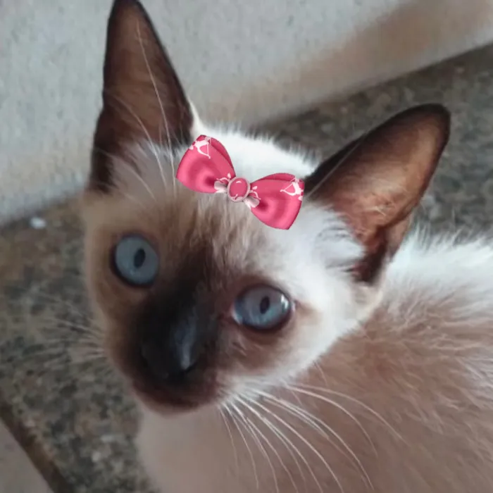 Gato raça Siamês idade 2 a 6 meses nome Bia 