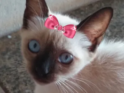 Gato raça Siamês idade 2 a 6 meses nome Bia 