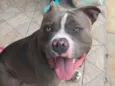 Cachorro raça Pit-Bull idade 2 a 6 meses nome Não sei 