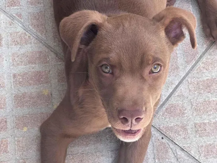 Cachorro raça SRD-ViraLata idade 2 a 6 meses nome Marron