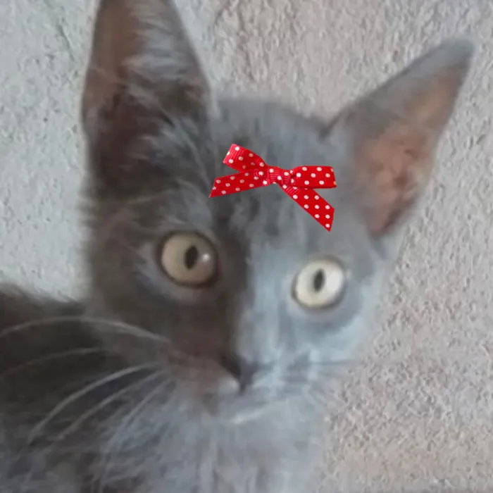 Gato raça SRD-ViraLata idade 2 a 6 meses nome Bruna 