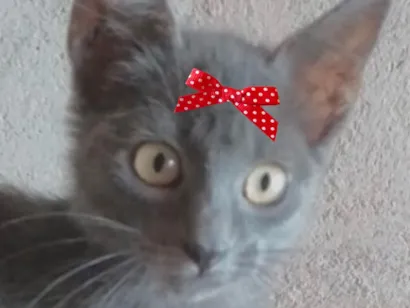 Gato raça SRD-ViraLata idade 2 a 6 meses nome Bruna 