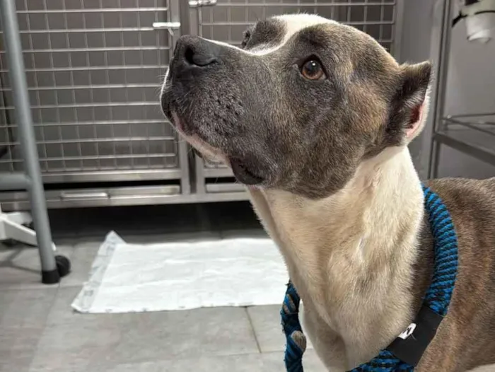 ADOÇÃO RESPONSÁVEL – CACHORRO RESGATADO (MACHO, 2 ANOS)