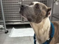 Cachorro raça Pit-Bull idade 2 anos nome ADOÇÃO RESPONSÁVEL – CACHORRO RESGATADO (MACHO, 2 ANOS)