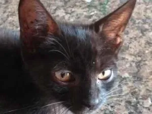 Gato raça SRD-ViraLata idade 2 a 6 meses nome Pietro 