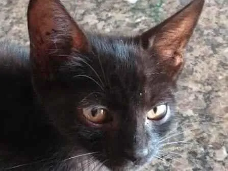 Gato raça SRD-ViraLata idade 2 a 6 meses nome Pietro 