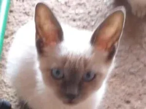 Gato raça Siamês idade 2 a 6 meses nome Bento 