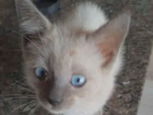 Gato raça Siamês idade 2 a 6 meses nome Beto 