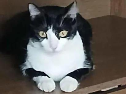 Gato raça SRD-ViraLata idade 3 anos nome Estrela