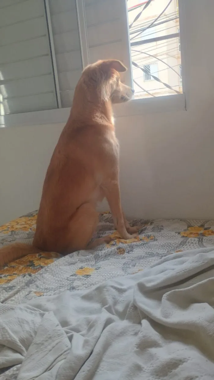 Cachorro raça SRD-ViraLata idade 2 a 6 meses nome Maia
