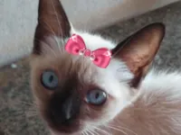 Gato raça Siamês idade 2 a 6 meses nome Bia 