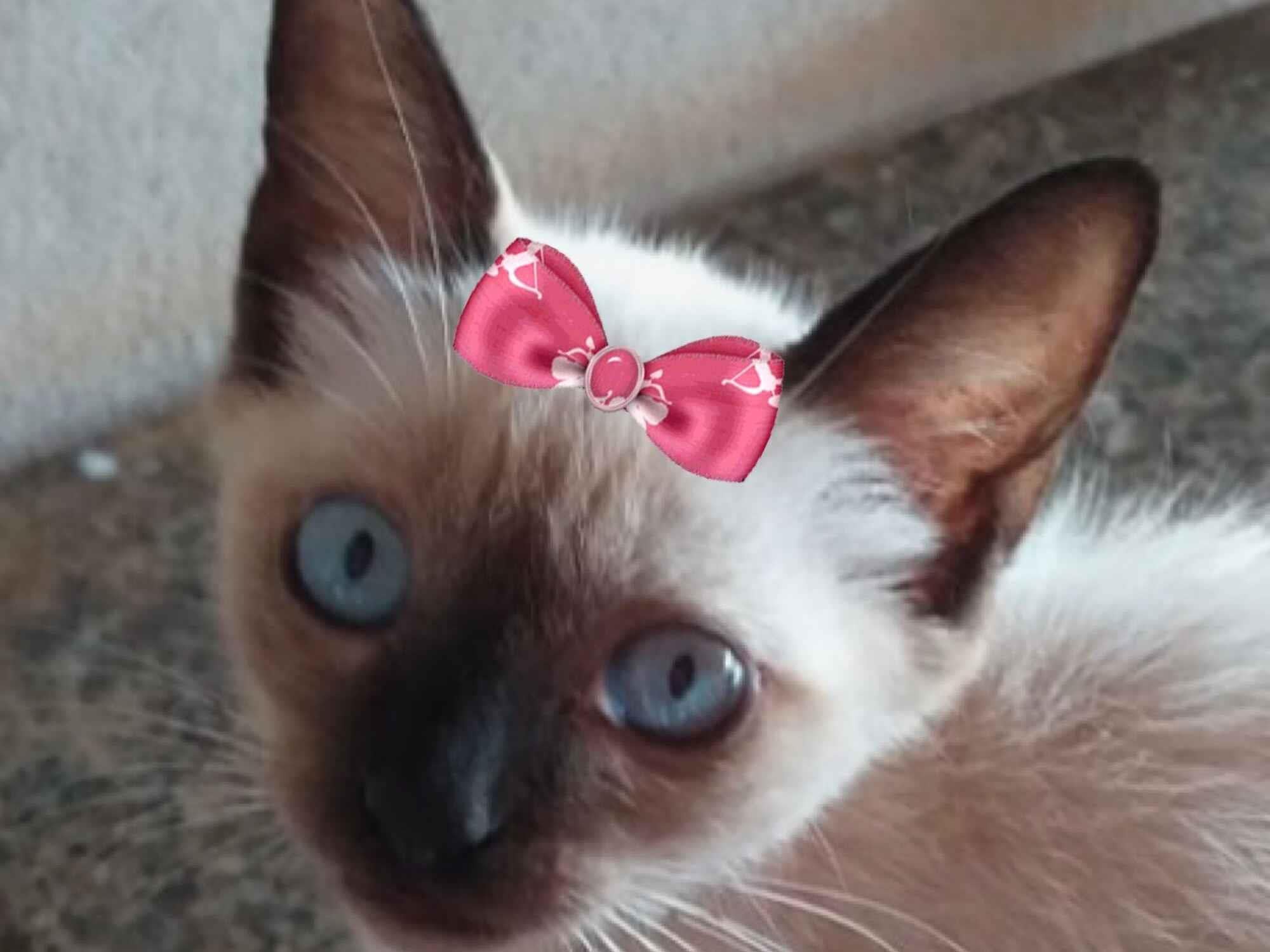 Gato raça Siamês idade 2 a 6 meses nome Bia 