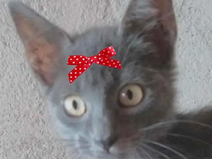 Gato raça SRD-ViraLata idade 2 a 6 meses nome Bruna 