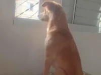 Cachorro raça SRD-ViraLata idade 2 a 6 meses nome Maia