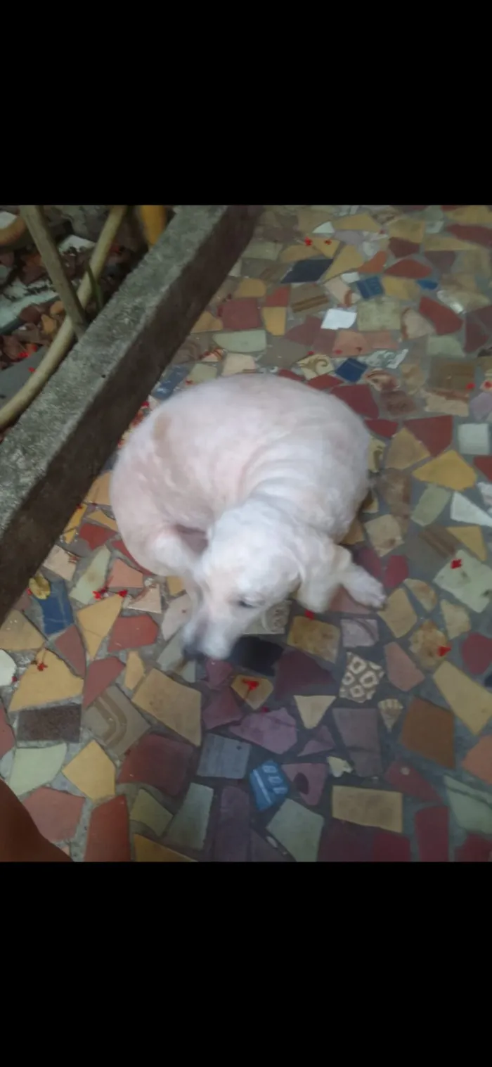 Cachorro raça Poodle idade 6 ou mais anos nome Lara 