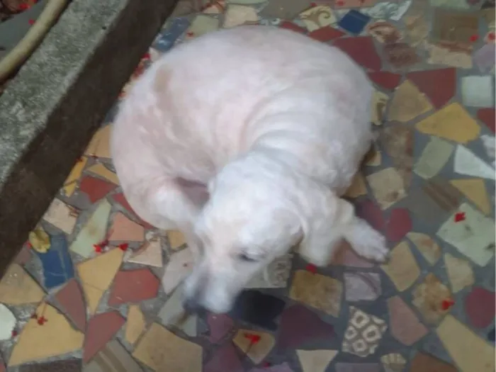 Cachorro raça Poodle idade 6 ou mais anos nome Lara 
