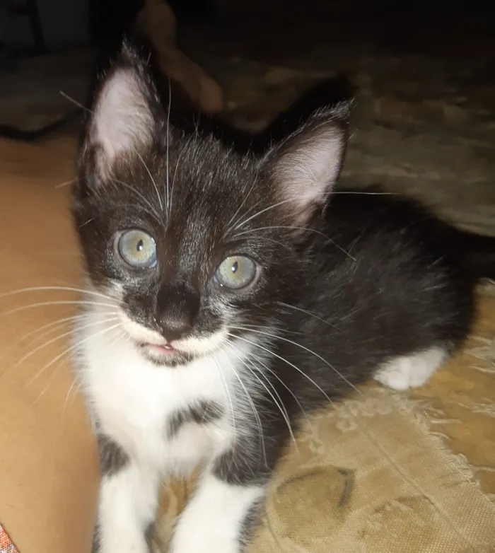 Gato raça SRD-ViraLata idade 2 a 6 meses nome Sem nome