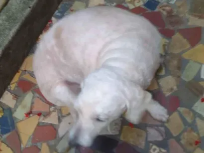 Cachorro raça Poodle idade 6 ou mais anos nome Lara 