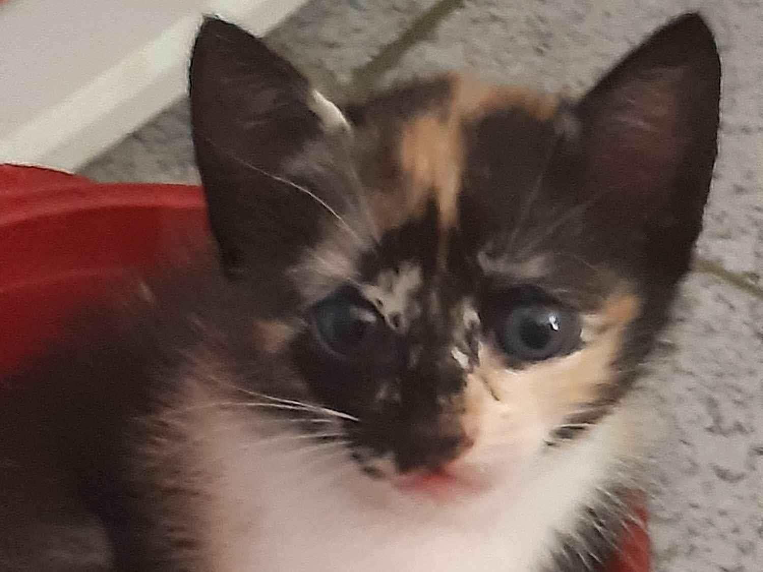 Gato raça SRD-ViraLata idade 2 a 6 meses nome Sem nome