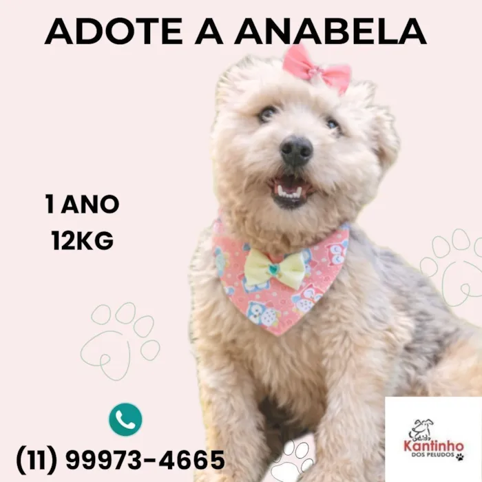 Cachorro raça SRD-ViraLata idade 1 ano nome Anabela
