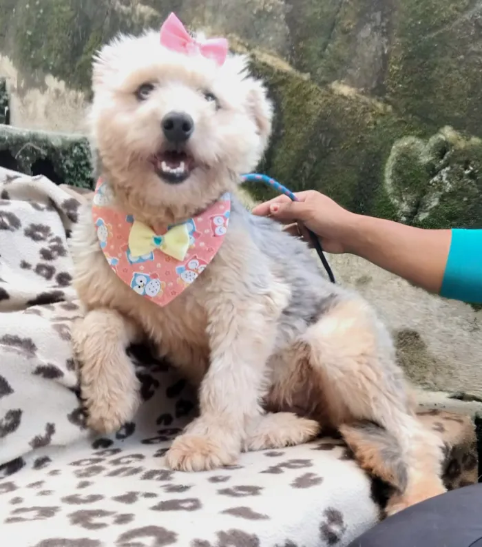 Cachorro raça SRD-ViraLata idade 1 ano nome Anabela