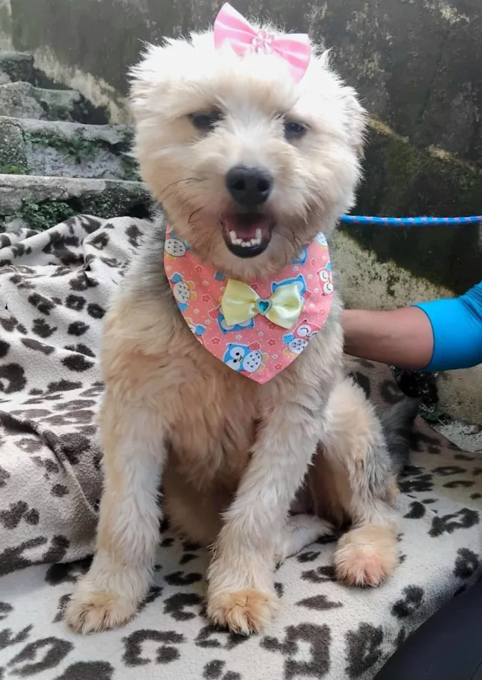 Cachorro raça SRD-ViraLata idade 1 ano nome Anabela