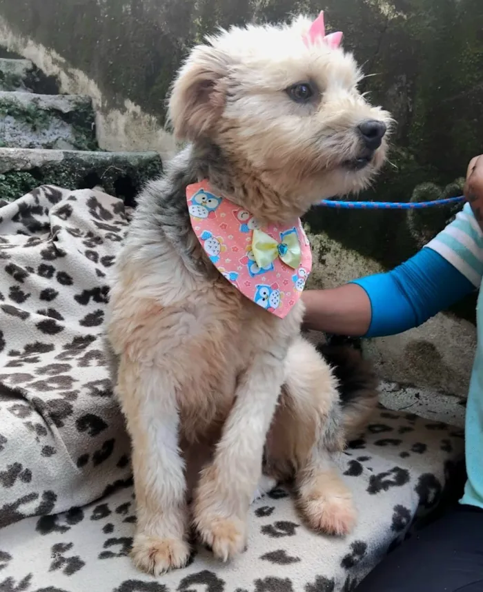 Cachorro raça SRD-ViraLata idade 1 ano nome Anabela