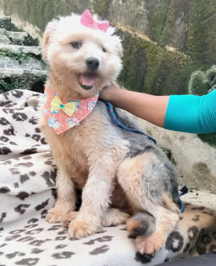 Cachorro raça SRD-ViraLata idade 1 ano nome Anabela