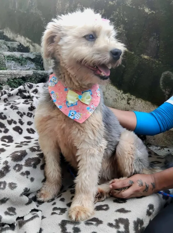 Cachorro raça SRD-ViraLata idade 1 ano nome Anabela