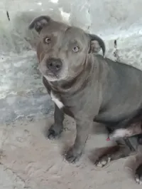 Cachorro raça Pit-Bull idade 3 anos nome Luck
