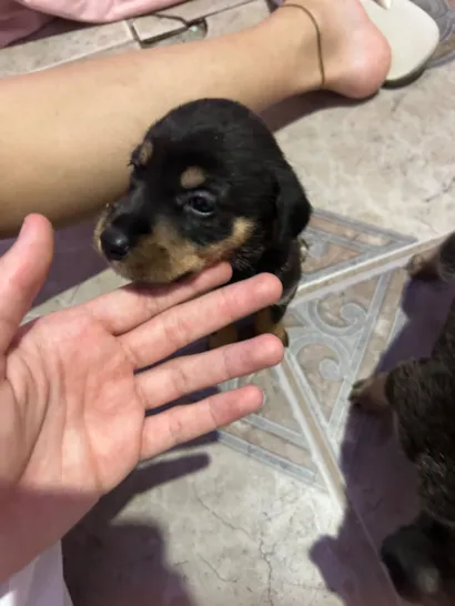 Cachorro raça SRD-ViraLata idade Abaixo de 2 meses nome Sem nome
