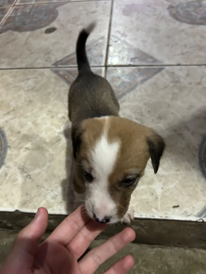 Cachorro raça SRD-ViraLata idade Abaixo de 2 meses nome Sem nome