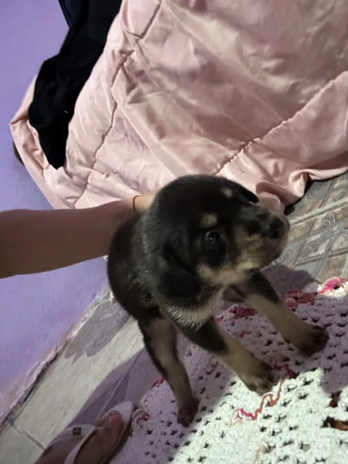 Cachorro raça SRD-ViraLata idade Abaixo de 2 meses nome Sem nome
