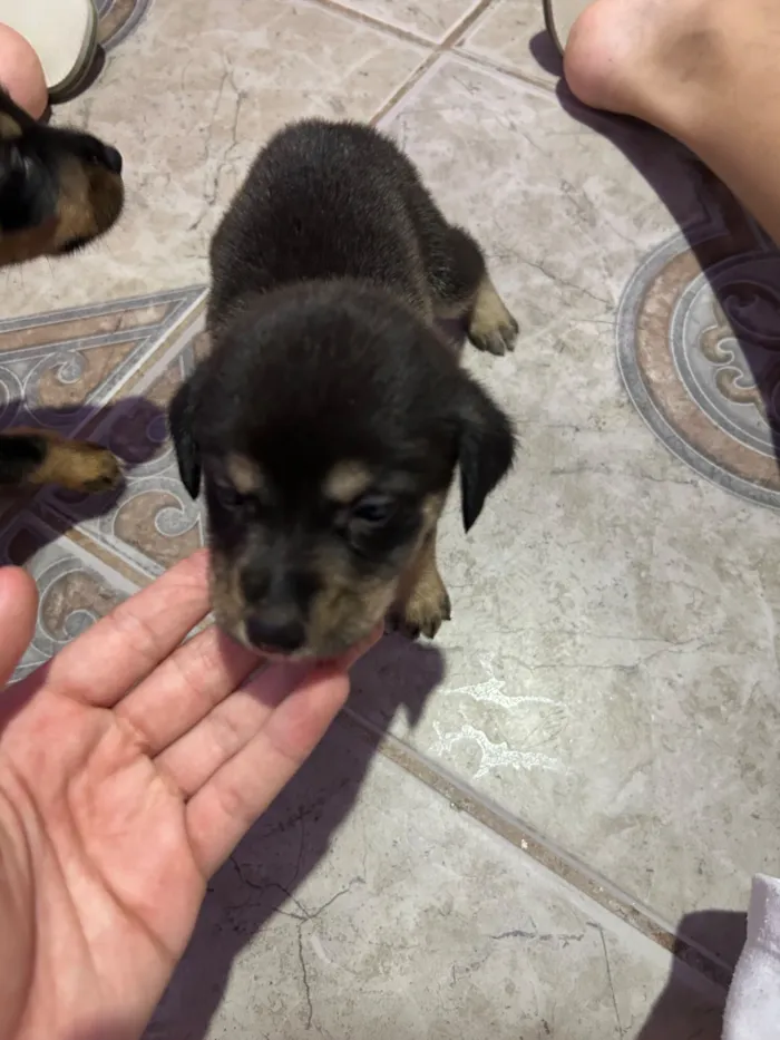 Cachorro raça SRD-ViraLata idade Abaixo de 2 meses nome Sem nome
