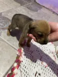 Cachorro raça SRD-ViraLata idade Abaixo de 2 meses nome Sem nome