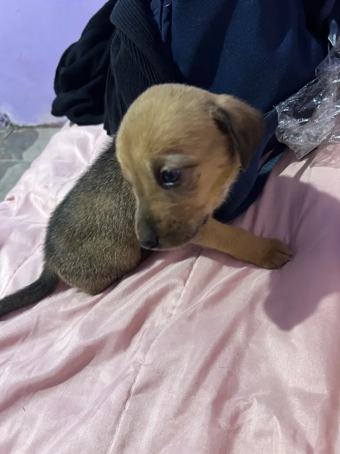 Cachorro raça SRD-ViraLata idade Abaixo de 2 meses nome Sem nome