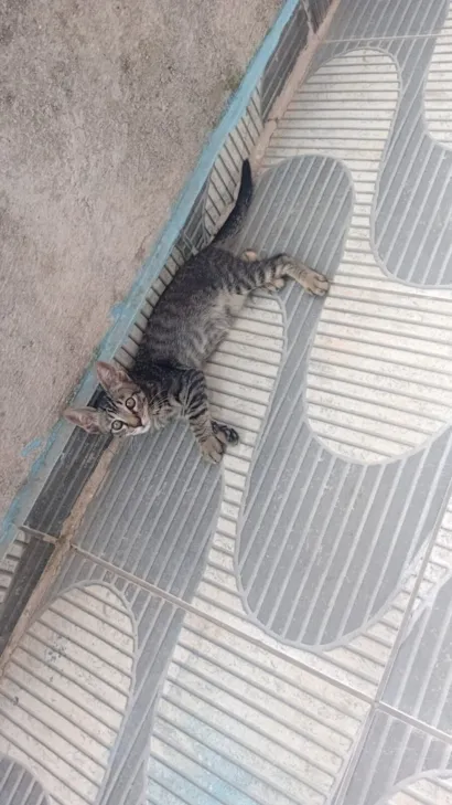 Gato raça Siamês idade 2 a 6 meses nome  Não tem nome 