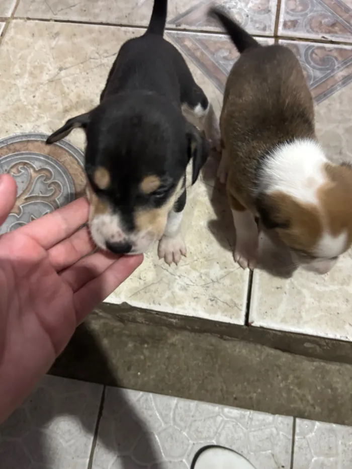 Cachorro raça SRD-ViraLata idade Abaixo de 2 meses nome Sem nomes
