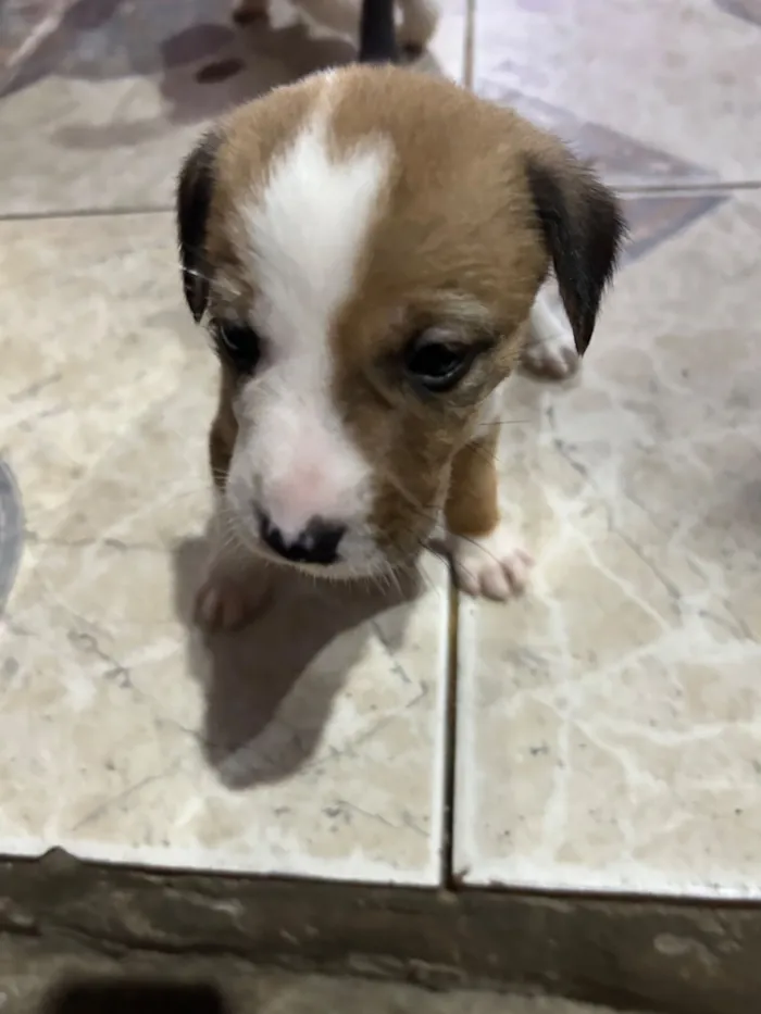 Cachorro raça SRD-ViraLata idade Abaixo de 2 meses nome Sem nomes