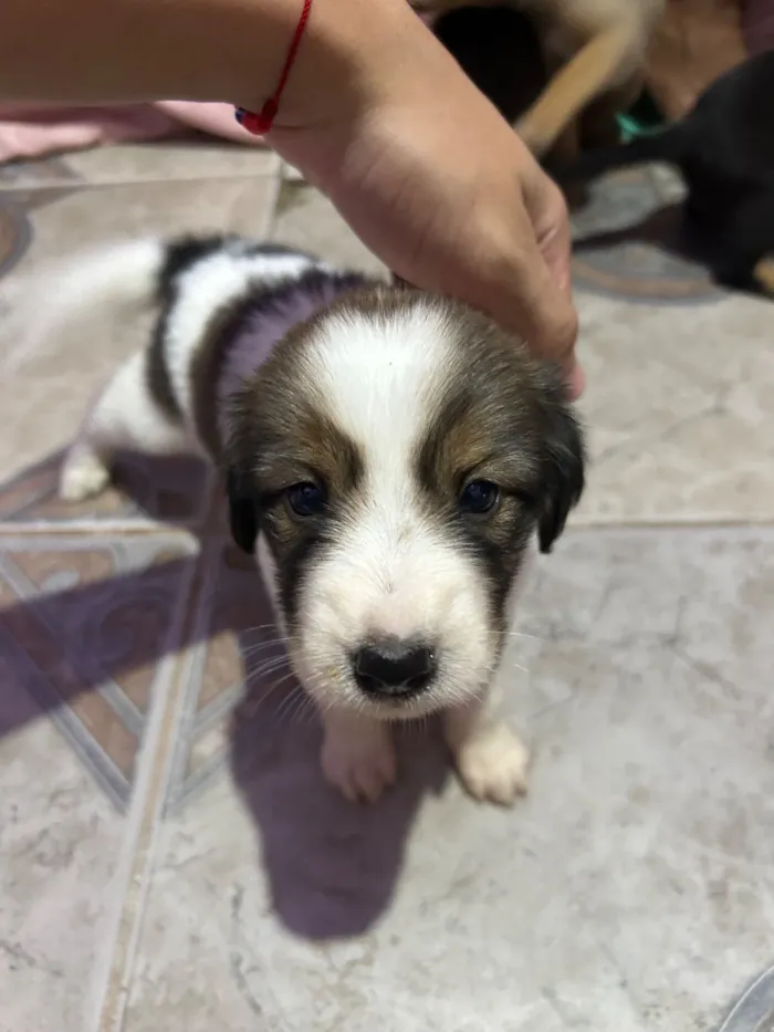 Cachorro raça SRD-ViraLata idade Abaixo de 2 meses nome Sem nomes