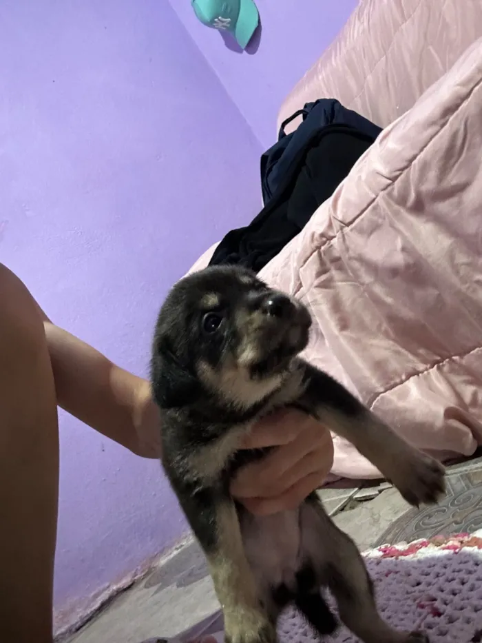 Cachorro raça SRD-ViraLata idade Abaixo de 2 meses nome Sem nomes