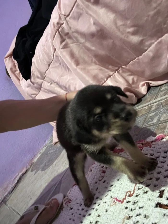 Cachorro raça SRD-ViraLata idade Abaixo de 2 meses nome Sem nomes
