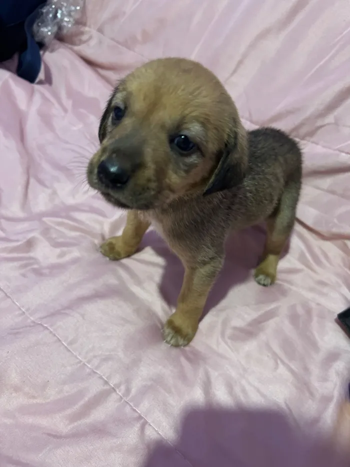 Cachorro raça SRD-ViraLata idade Abaixo de 2 meses nome Sem nomes