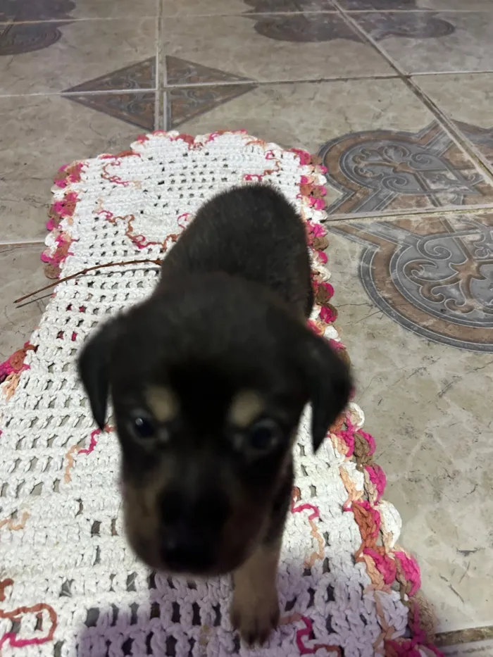 Cachorro raça SRD-ViraLata idade Abaixo de 2 meses nome Sem nomes